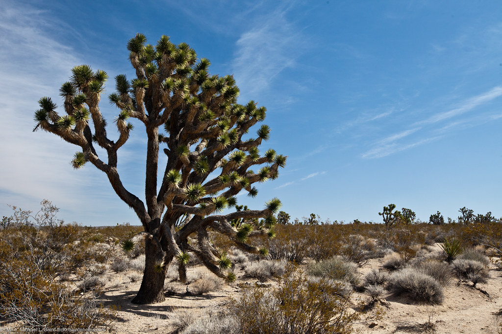 Joshua Tree Desert